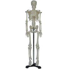  人体骨骼模型KAR/11101-3  