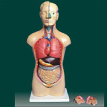  男、女两性人体半身躯干模型KAR/10003D  