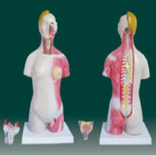  男、女两性人体半身躯干模型KAR/10003A  