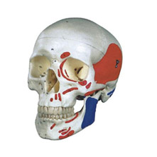  成人头颅骨肌肉着色模型KAR/11111-2  