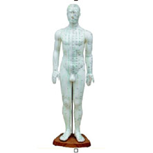  人体针灸模型50cm 男性