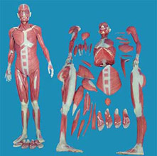  人体全身肌肉解剖模型KAR/11302-1  